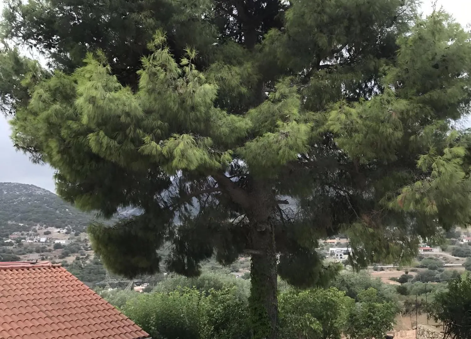 Σπίτι διακοπών Under The Pine Tree Βίλα Διβαράτα